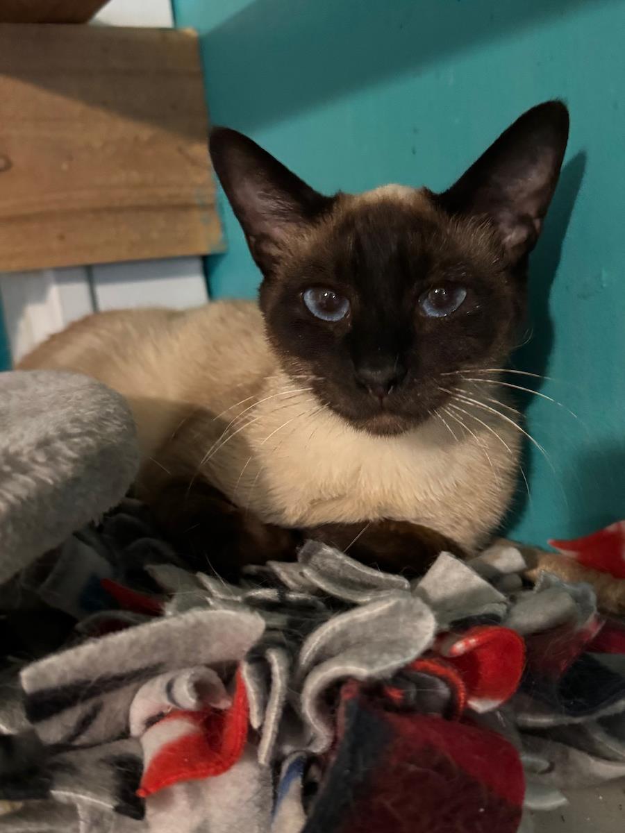 Coco