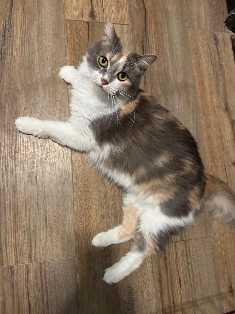 Gemma