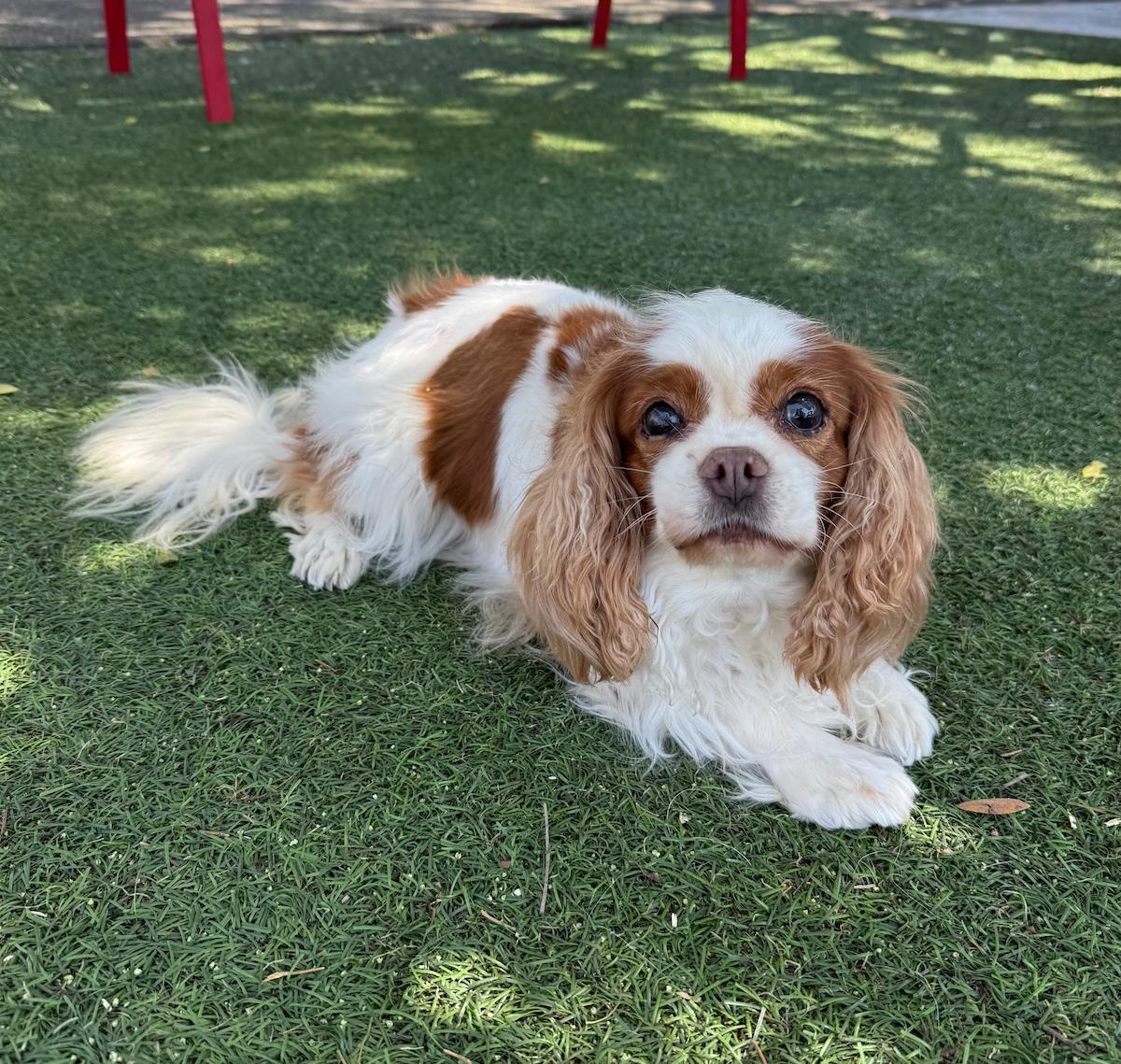 Missy