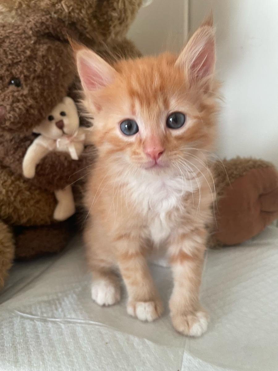 Cheeto * Adoption Pending