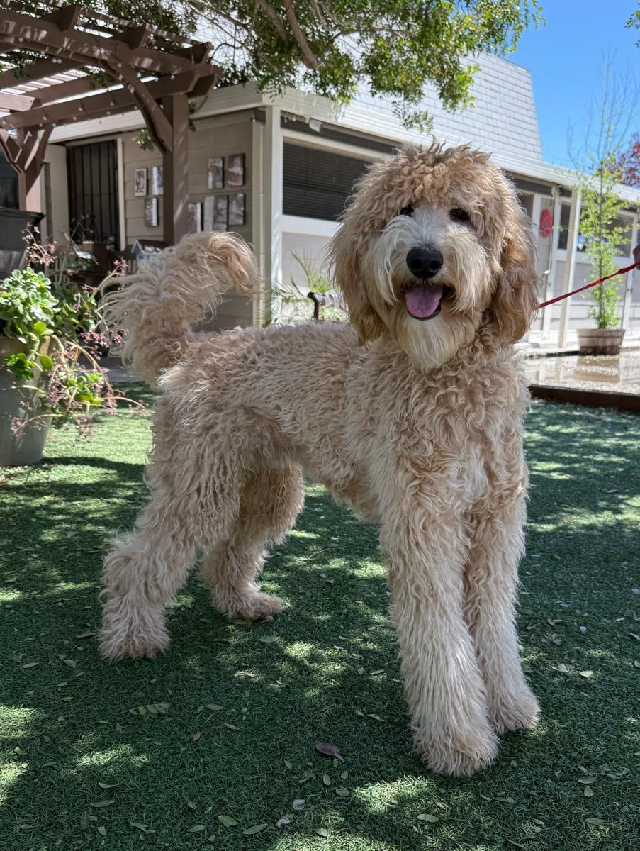 Prince Milo, Ii