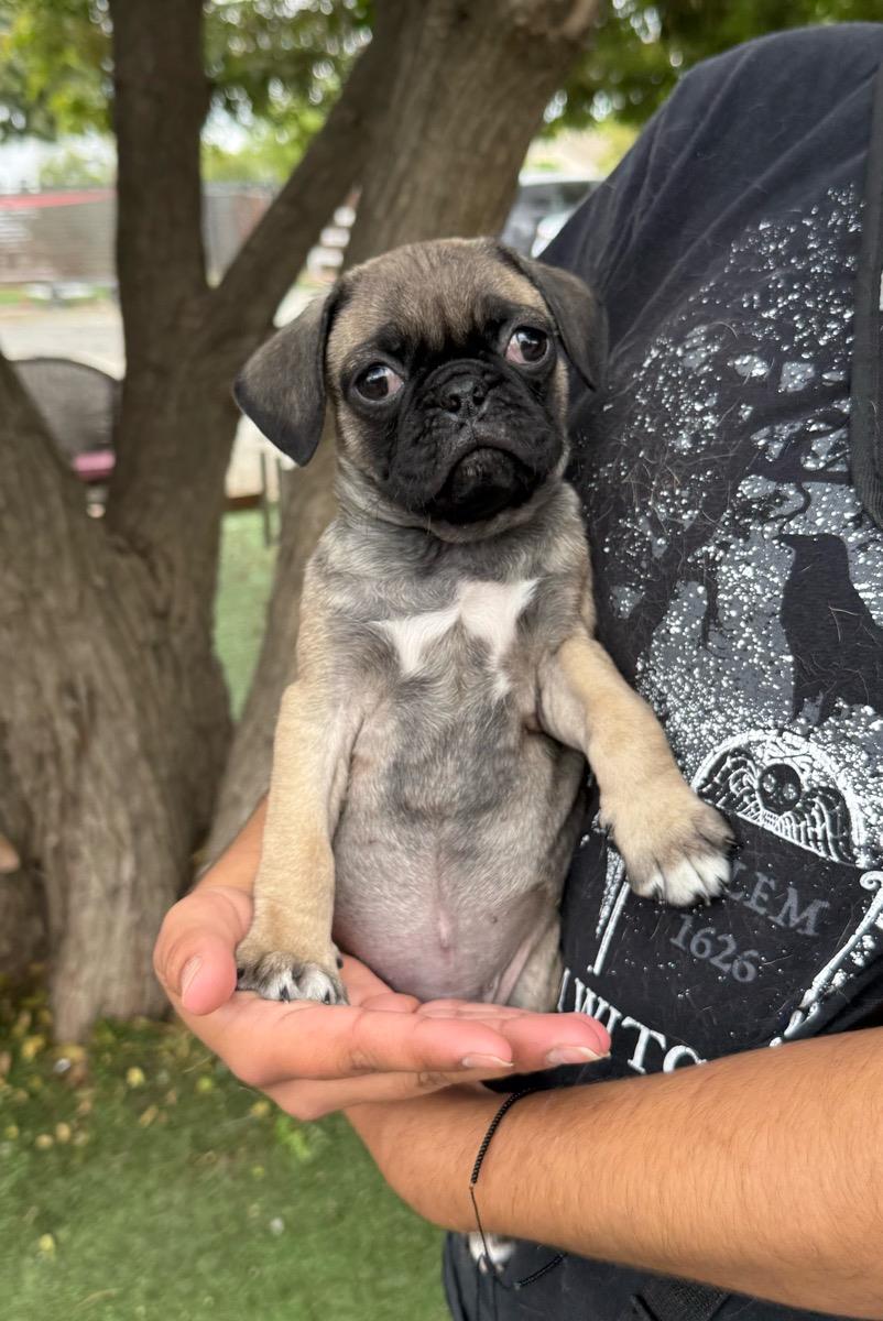 Tyke