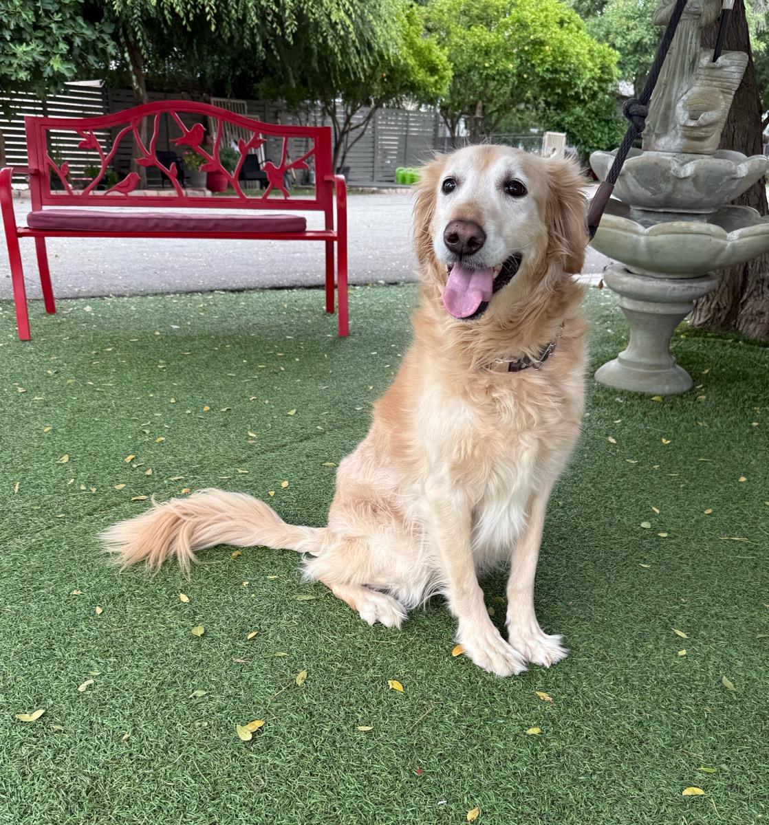 Mr. Buddy