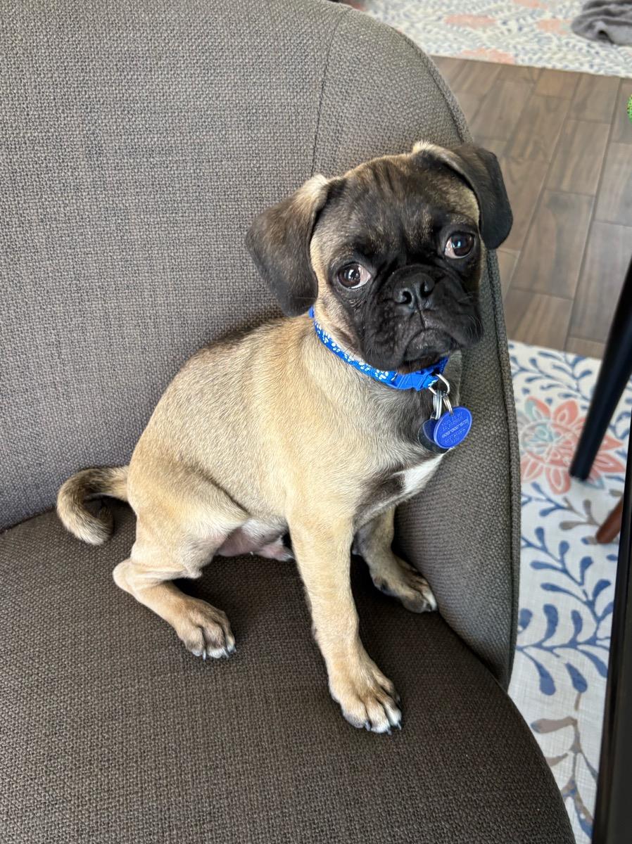 Tyke