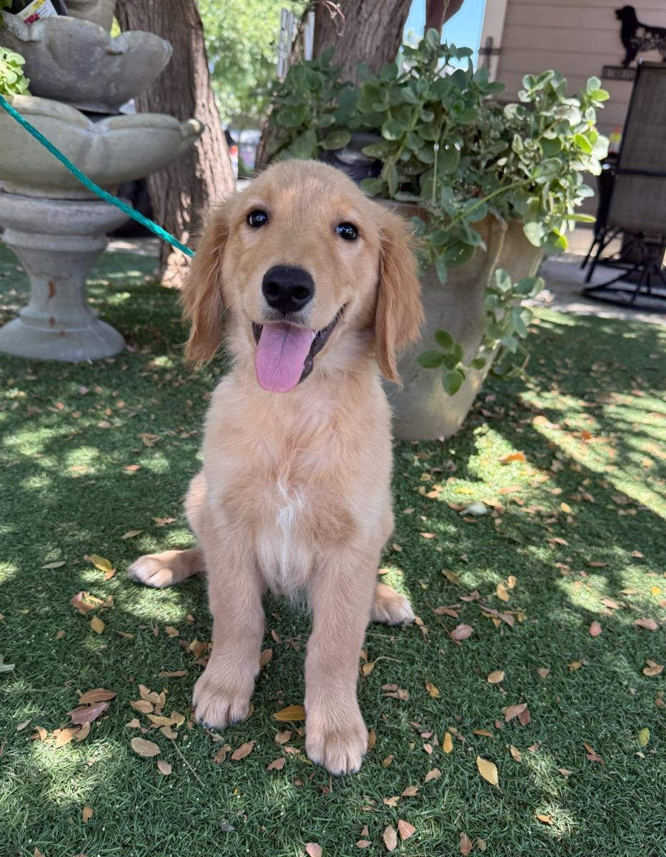 Hank