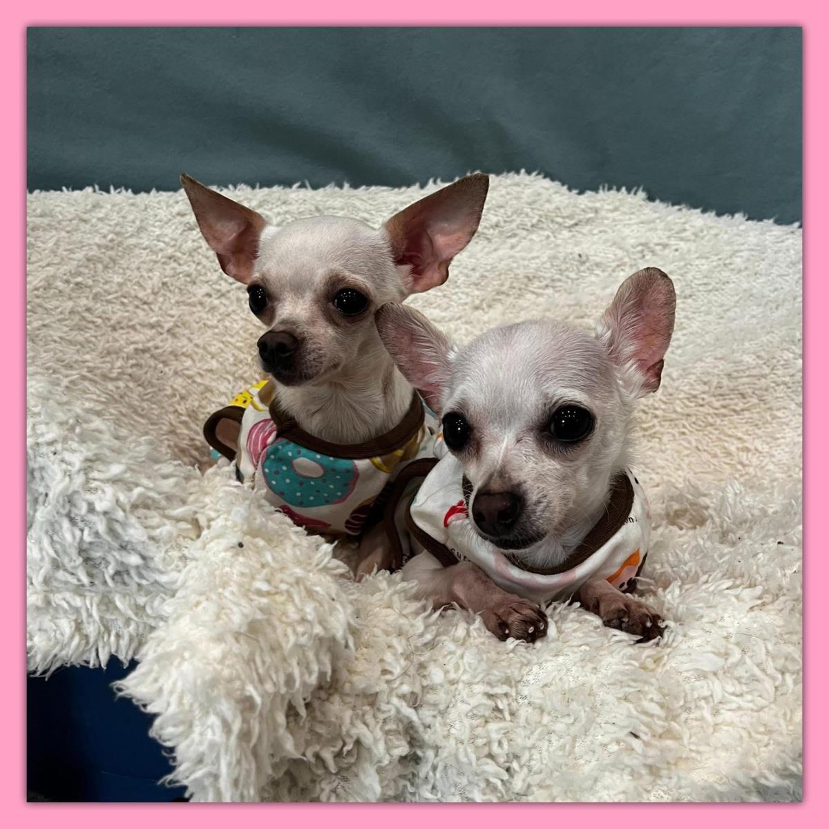 Coconut And Jellybean