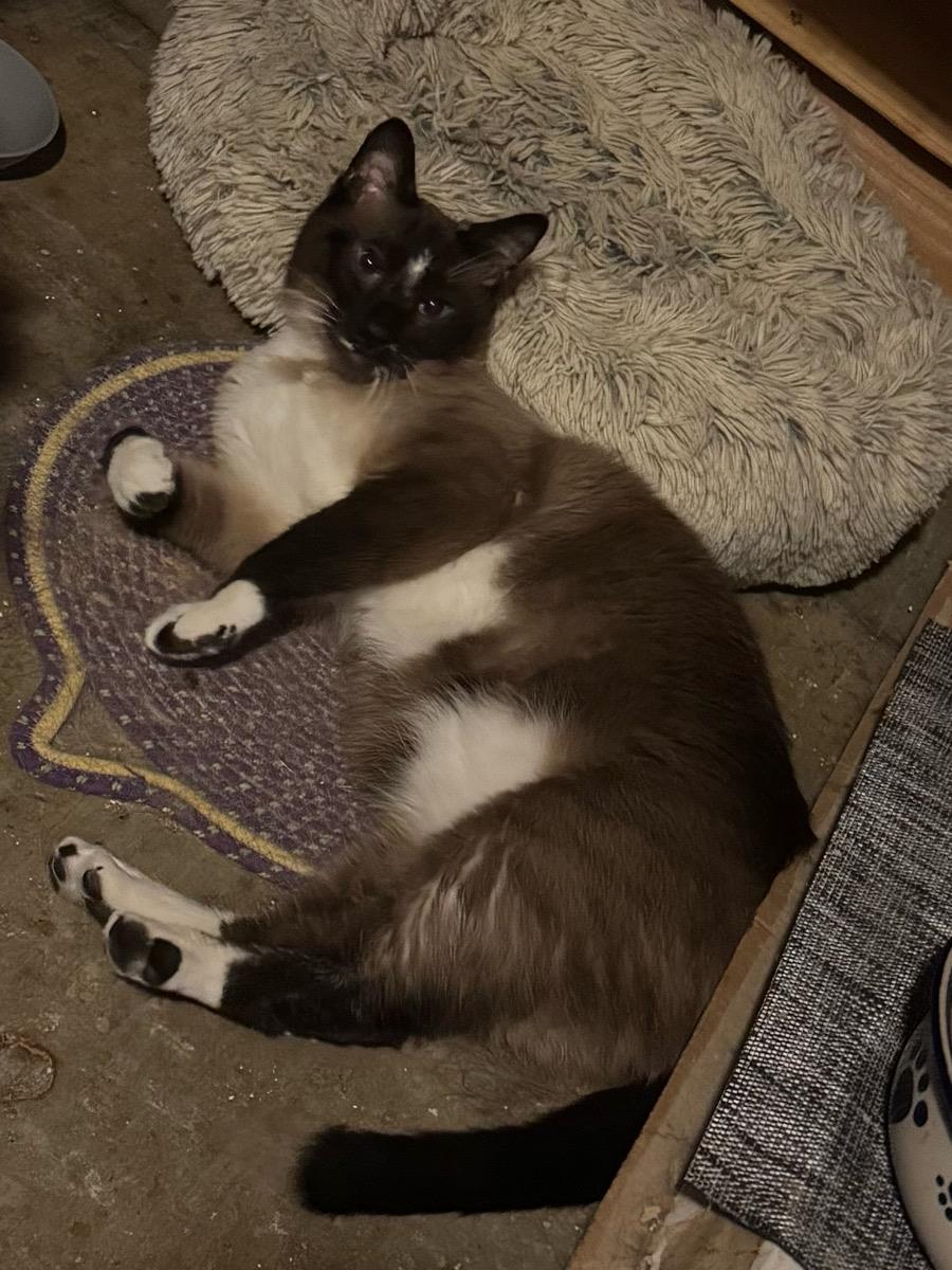 Smore