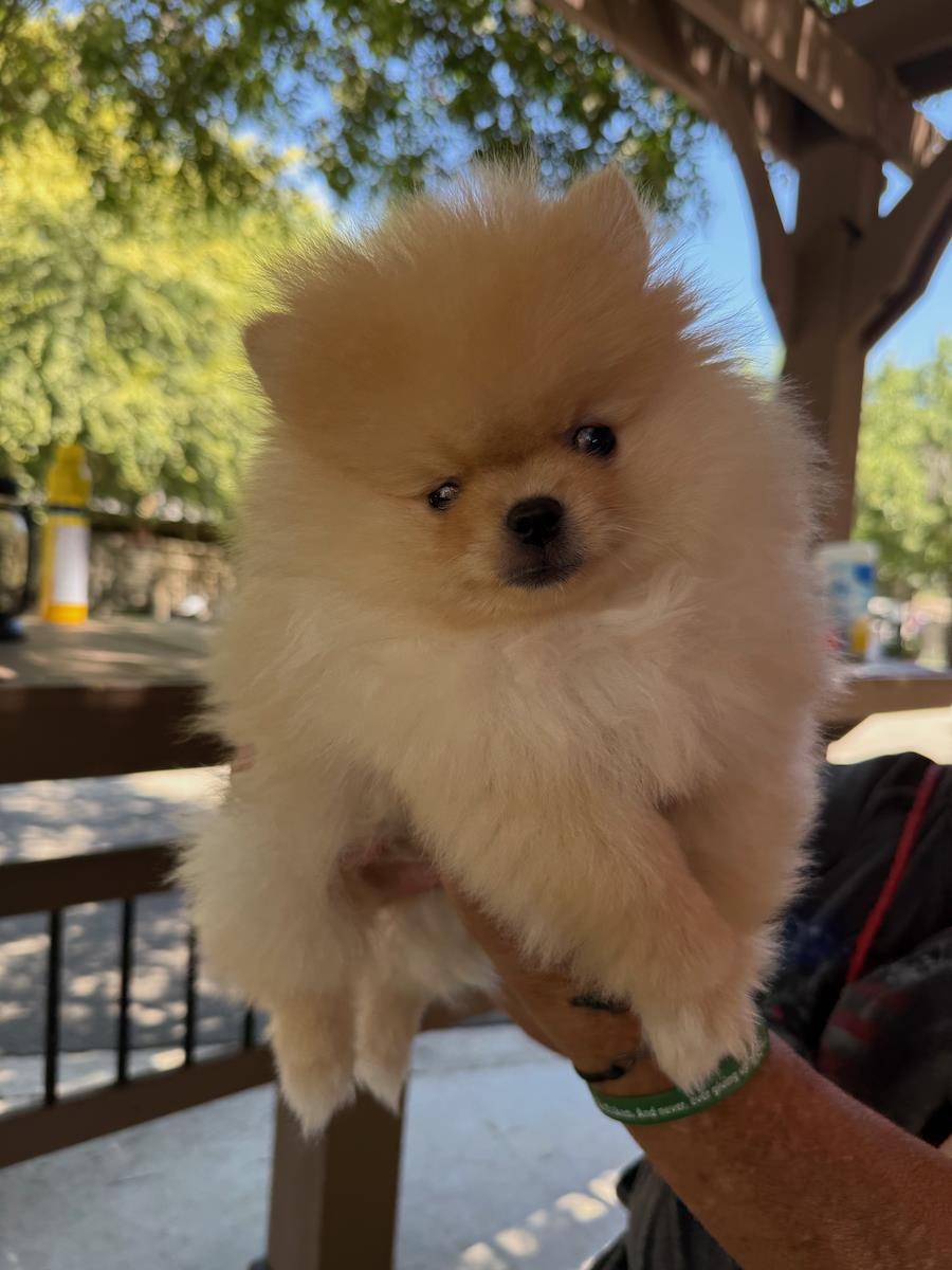 Teddy