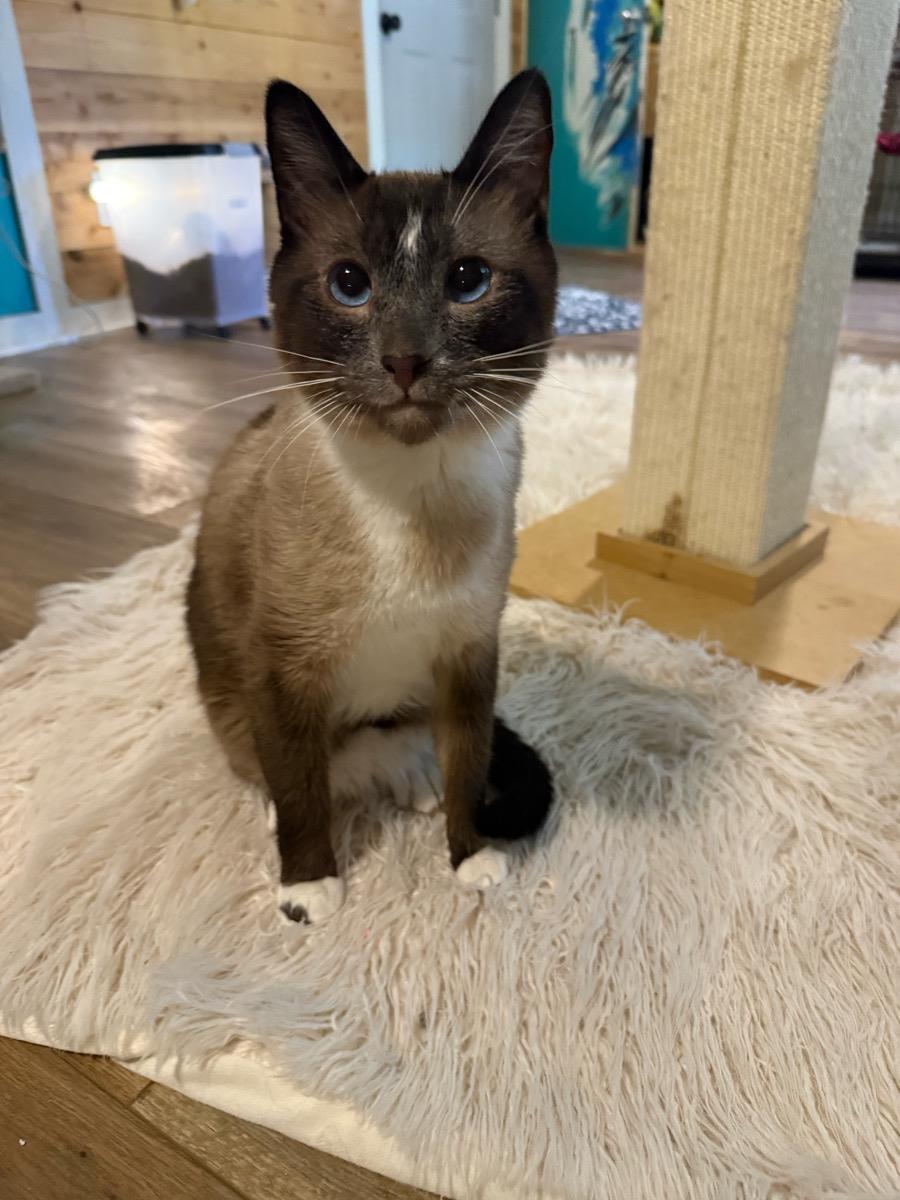 Smore