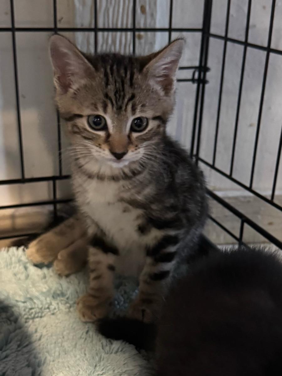 Tiggie