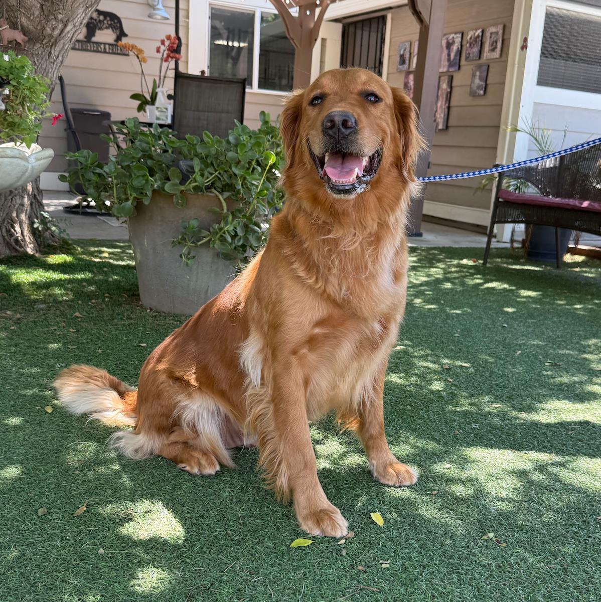 Kahlua